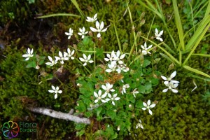 saxifraga stellaris (3) (1200 x 800).jpg_product